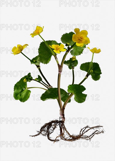 Marsh Marigold or Kingcup (Caltha palustris)