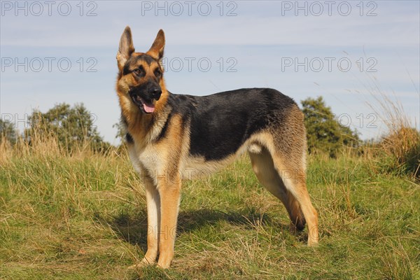 German Shepherd