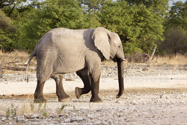 African Elephant (Loxodonta africana)