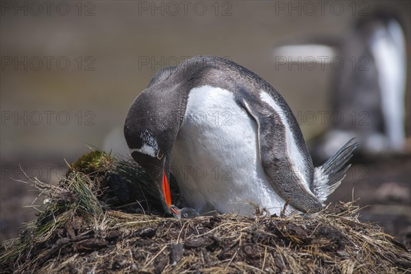 Gentoo Penguin (Pygoscelis papua) with chick at nest