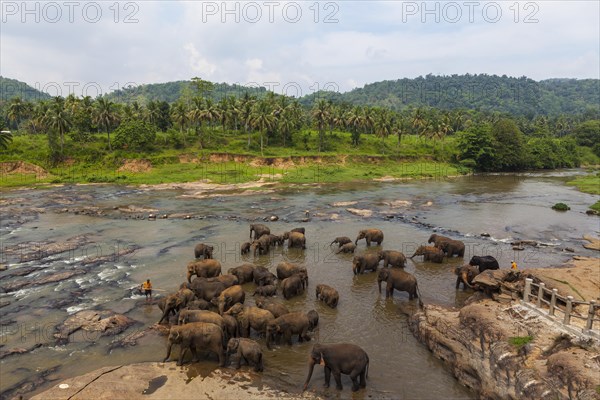 Herd of Asian elephants (Elephas maximus) from the Pinnawala Elephant Orphanage bathing in the Maha Oya river