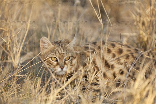 Black-footed Cat (Felis nigripes)