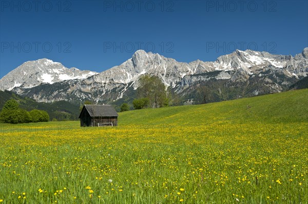 Wooden hut on flower meadow