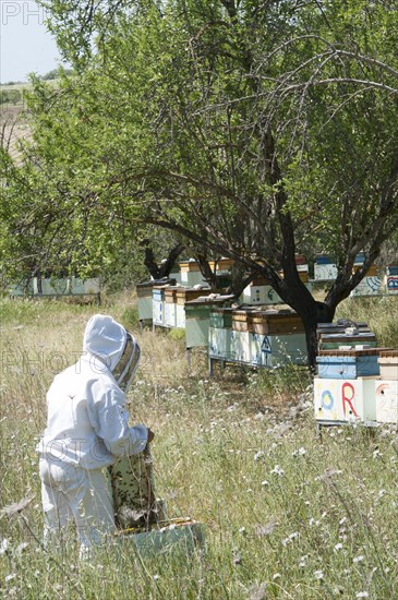 Beekeeper checking a frame of brood