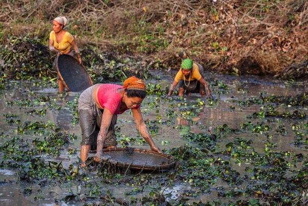 Women from the Mishing tribe fishing in a fish pond