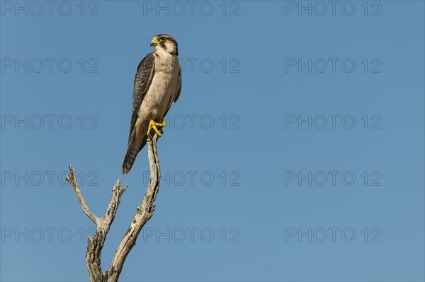 Lanner Falcon (Falco biarmicus)