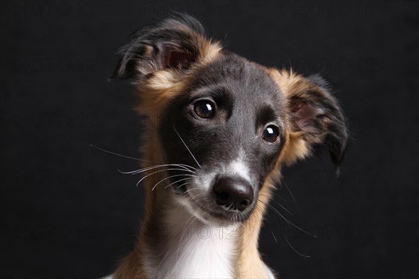 Silken Windsprite puppy