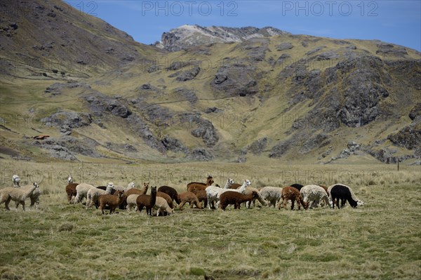 Llama herd on a high pasture in the Andes
