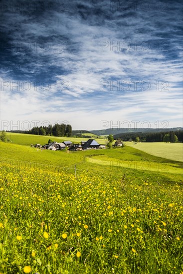 Flower meadow