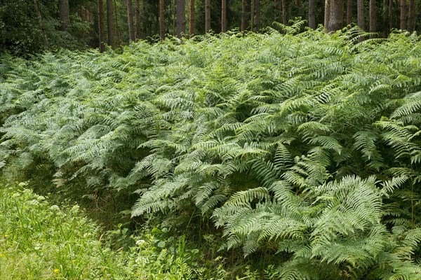Bracken (Pteridium aquilinum)