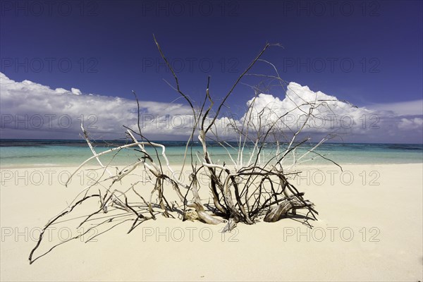 Dead tree on a beach