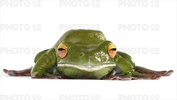White-lipped Tree Frog (Litoria infrafrenata)