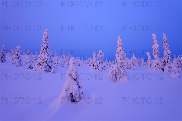 Trees in a snow-covered winter landscape