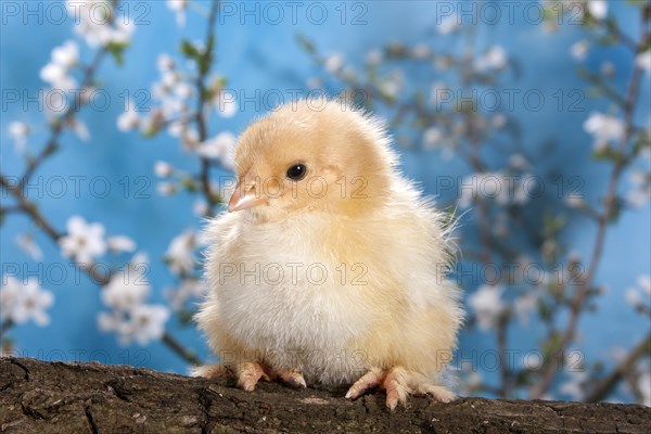 Domestic fowl chick