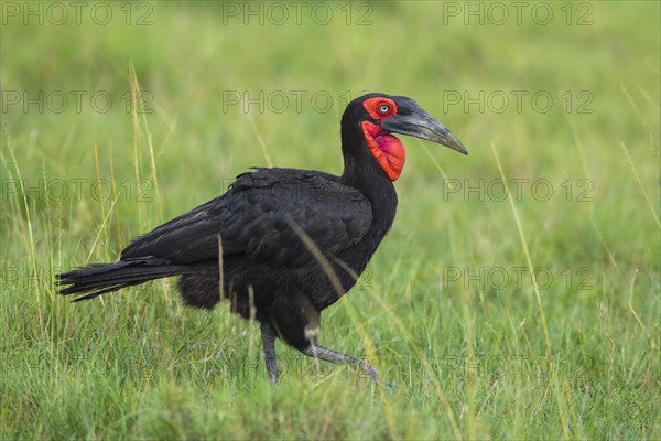 Southern ground hornbill (Bucorvus leadbeateri) walking in grass