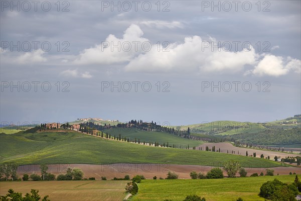 Hilly landscape of the Crete Senesi