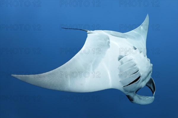 Reef manta ray (Manta alfredi)