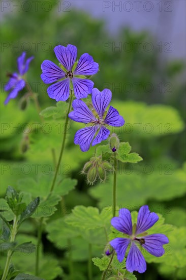 Cranesbill or Ashy Cranesbill (Geranium cinereum)