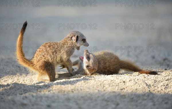 Meerkats (Suricata suricatta)
