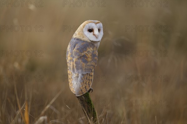 Barn Owl (Tyto alba)