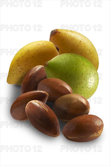 Fresh Argan nuts (Argania spinosa)