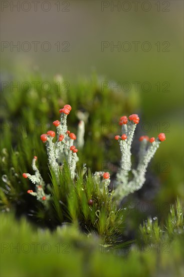 Gritty British Soldiers Lichen (Cladonia floerkeana)