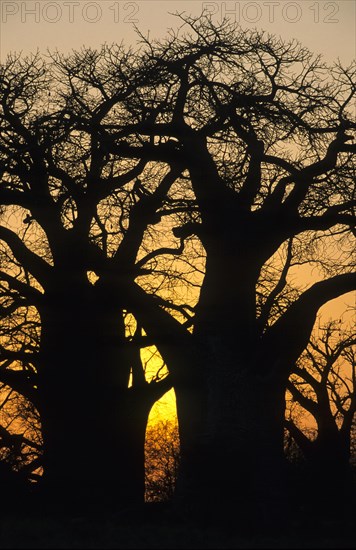 Baobab trees (Adansonia digitata)