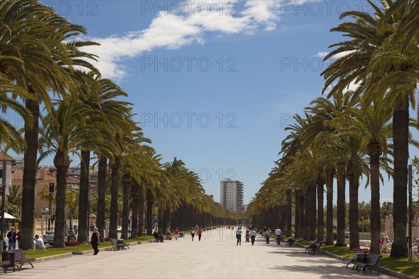 Palm promenade