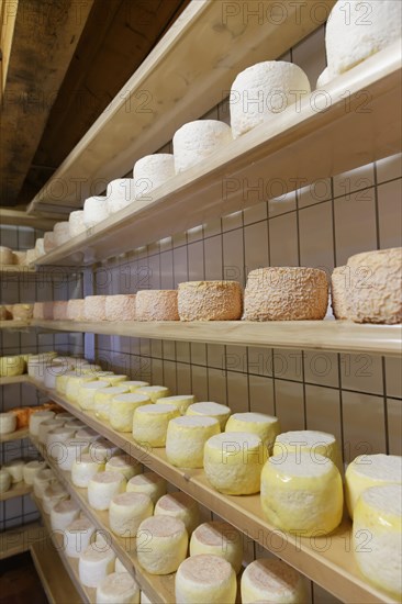 Montafoner Sauerkase cheese or Sura Kees cheese ripening in a depot