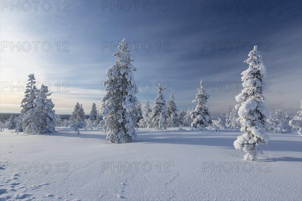 Snowy fir forest