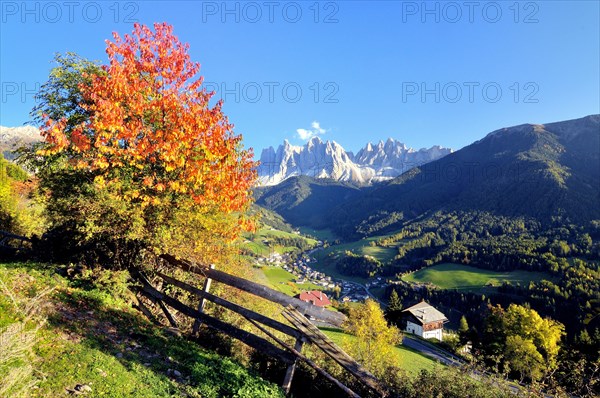 Autumn in Val di Funes valley with the Geisler Peaks in the Dolomites