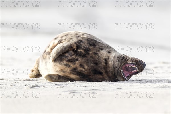 Grey Seal (Halichoerus grypus)