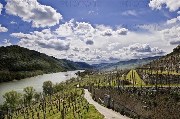 Landscape at Weissenkirchen in der Wachau