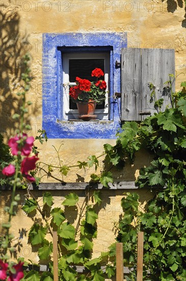 Small window with flowering Geraniums (Pelargonium Zonal Hybrid) on the Hackerhaus building