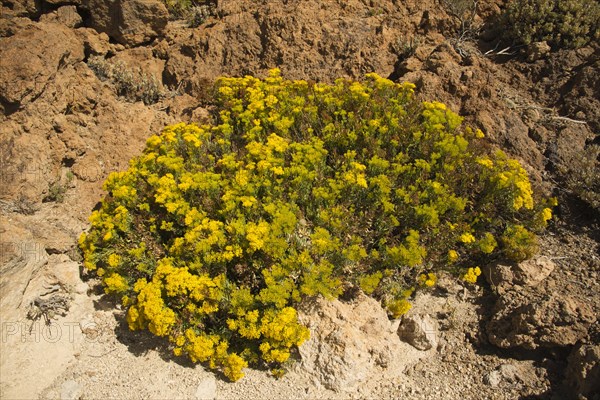 Flixweed (Descurainia bourgaeana)