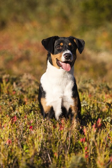 Appenzeller Sennenhund