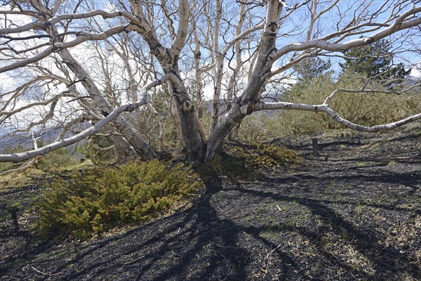 Etna Birch (Betula aetnensis)