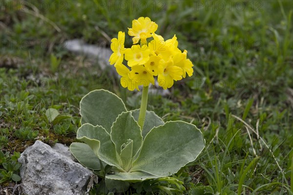 Bear's Ear