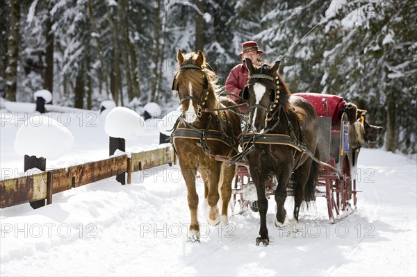 Sleigh with Welsh ponies in winter