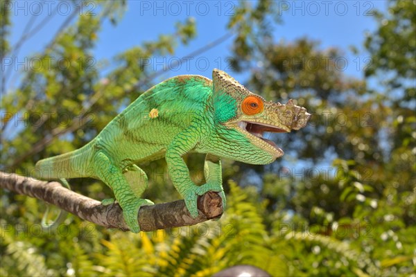 Parson's Chameleon (Calumma parsonii)