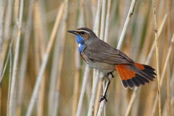 Bluethroat (Luscinia svecica cyanecula) displaying male perched on reed