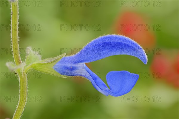 Sage or Gentian Sage (Salvia patens 'Blue Ocean')