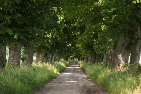 Avenue of beech trees