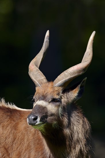 Sitatunga or Marshbuck (Tragelaphus spekii gratus)