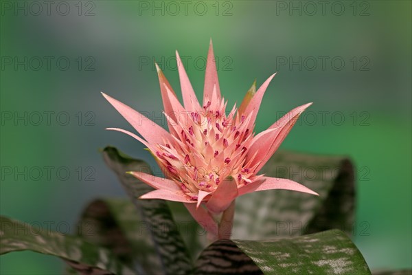 Silver Vase or Urn Plant (Aechmea fasciata)