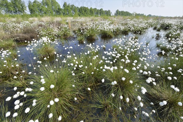 Tussock Cottongrass (Eriophorum vaginatum)