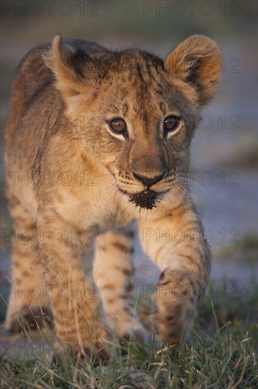 Young lion (Panthera leo)