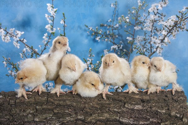 Domestic fowl chicks