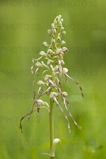 Lizard Orchid (Himantoglossum hircinum)