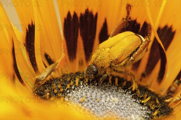Orange-coloured beetle on an orange Gazania flower